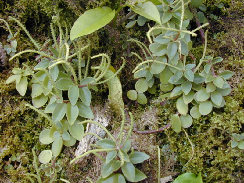 Starr 020925-0104 Peperomia cookiana