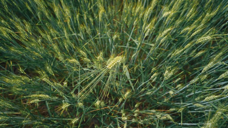 A detailed view of a lush green wheat field in Musestre, Veneto, Italy, highlighting the natural beauty of the barley crop.