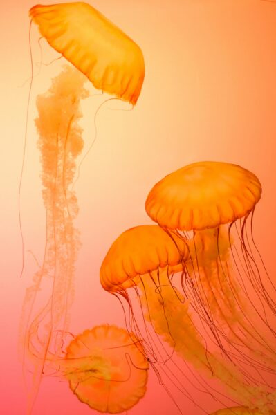 Stunning photo of orange jellyfish in water, capturing their beauty and elegance.