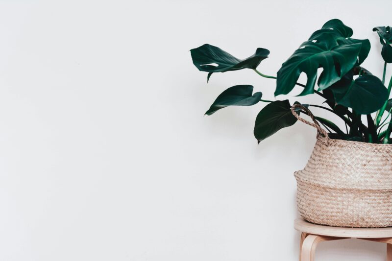 A lush monstera plant in a wicker basket set against a minimalist white background.