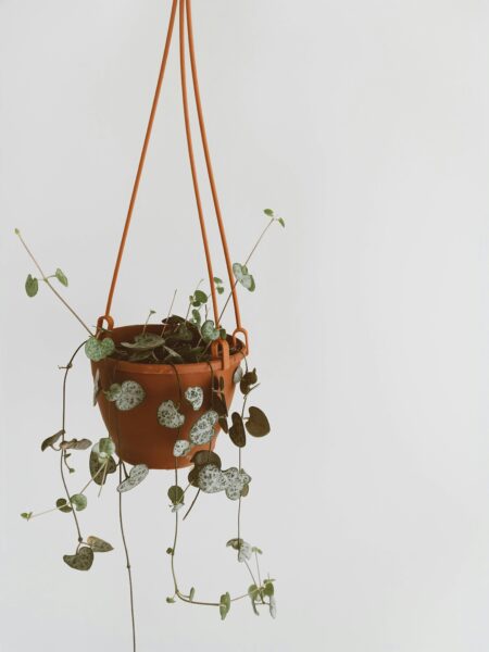 A simple hanging plant in a ceramic pot, perfect for modern interiors.