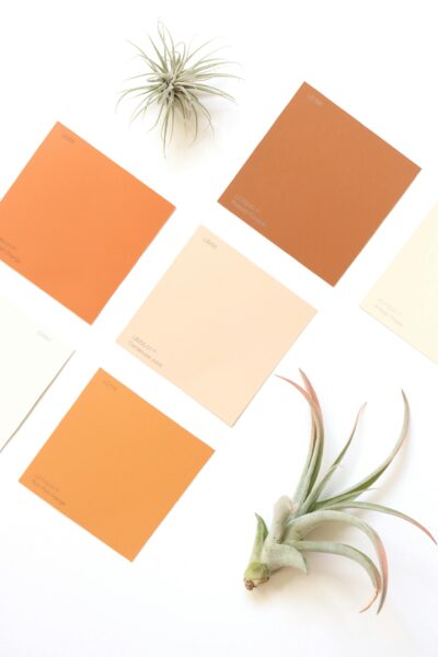 A minimalist flat lay of color swatches and air plants on a white surface.