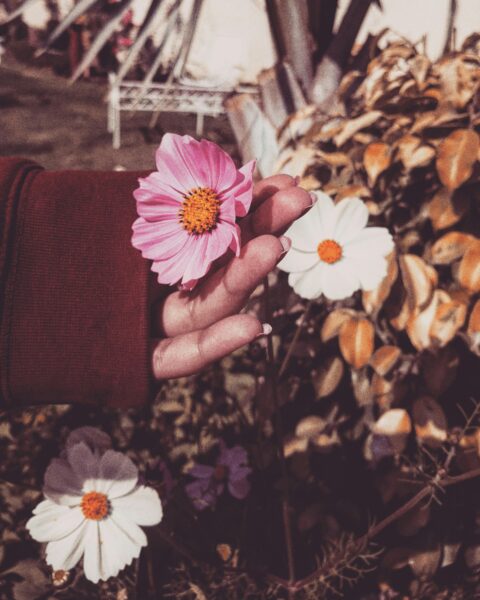 A hand gently holds a pink cosmos flower against a backdrop of autumn leaves and foliage.