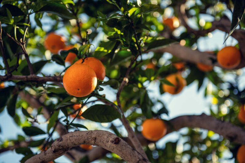 Orange tree basking in the Santa Barbara sunlight with fresh, ripe oranges and lush green leaves.