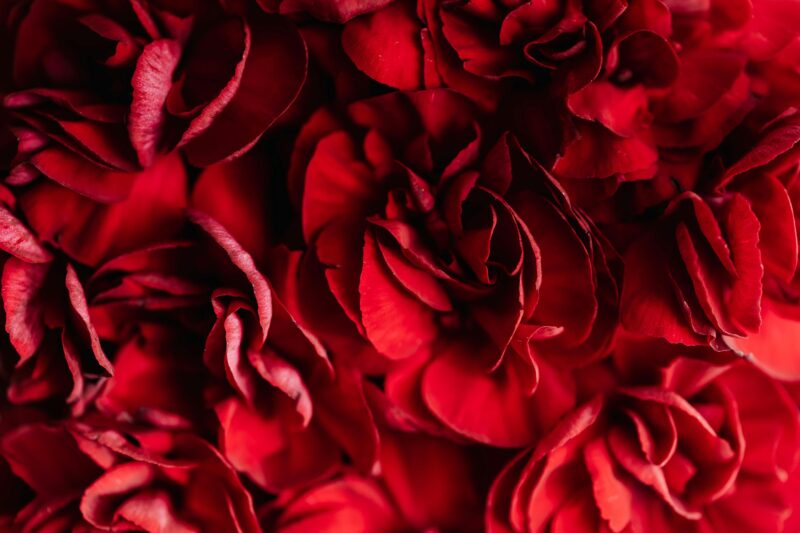 A detailed close-up of vibrant red rose petals, ideal for romantic and nature themes.