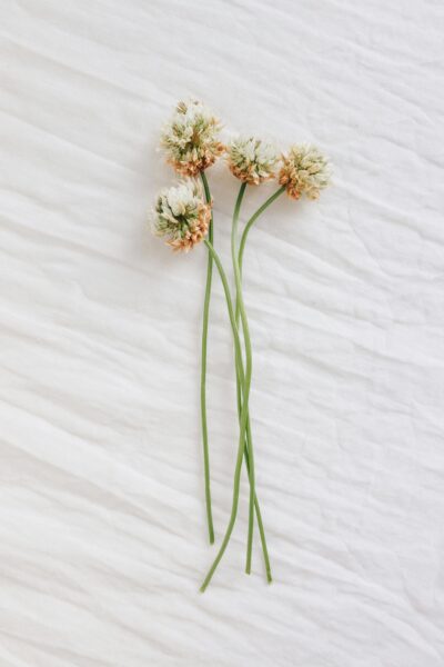 Artistic depiction of white flowers with long stems on a textured white surface, showcasing minimalism.