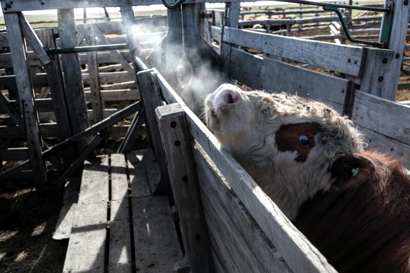 Where Is the Temperature Taken in Cattle? Best Practices