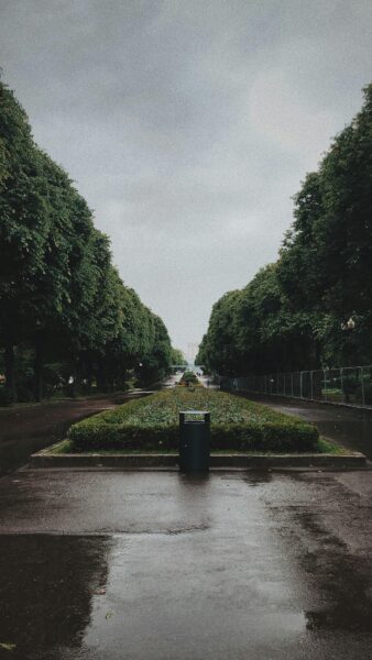 A tranquil park alley lined with lush trees on a rainy day, perfect for peaceful walks.