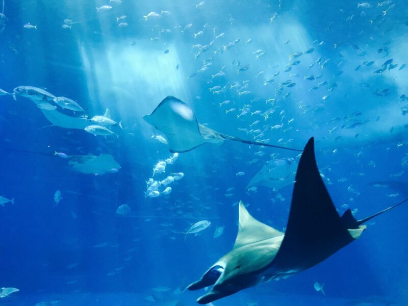 Stunning underwater image showcasing stingrays gliding gracefully amidst a shoal of fish, illuminated by sunrays.