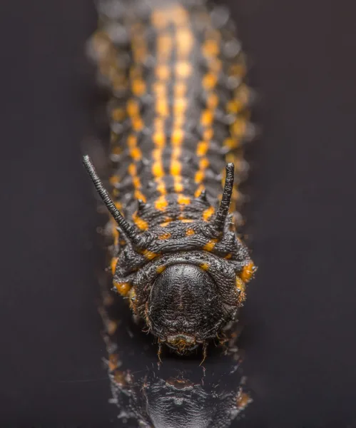 Anisota senatoria, Orange-Striped Oakworm Moth Larva