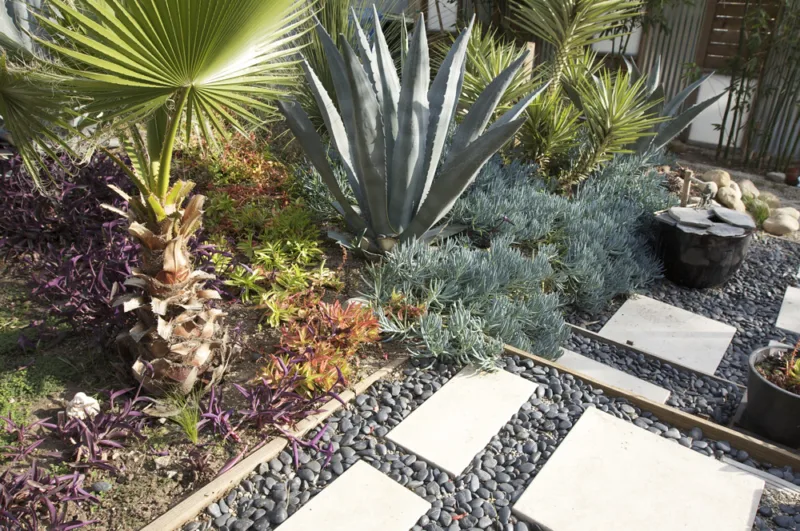 Xeriscape