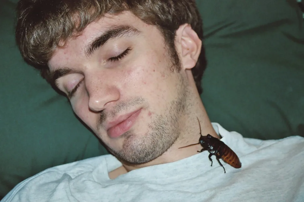 Bedbugs