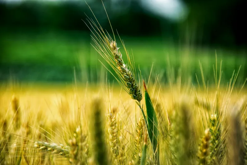 Nature Cereal Plant Close-up Agriculture Plant Grass Scenics Harmony Landscape_photography Green Color Beauty In Nature Grass Agriculture Rural Scene Summertime Summer Nsnfotografie Field Landscape_Collection Tranquility Freshness Nature Landscape Photogr