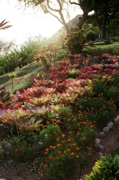 Xeriscaping