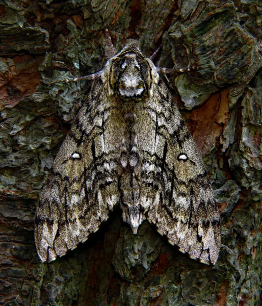 A detailed close-up of a camouflaged moth resting on tree bark, showcasing nature's patterns.