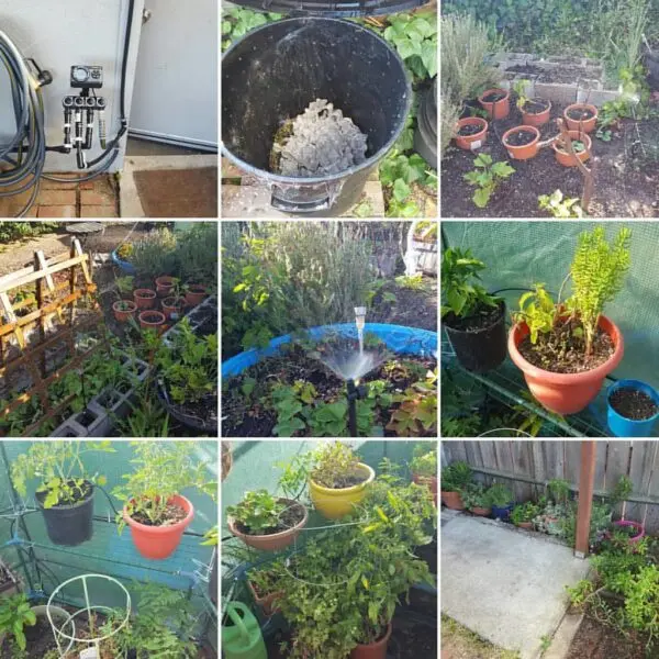 I spent a couple hundred dollars and lots of evenings the last couple weeks getting the garden set up with an automated watering system. It's a combination of bubblers for the large pots and sprayers for the larger areas. Note we can go to Hawaii and know