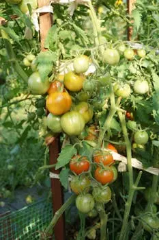 Lush garden tomato plants with ripe and unripe fruits.