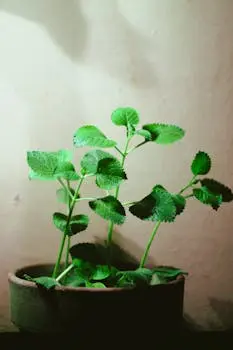 Fresh oregano plant with vibrant green leaves.