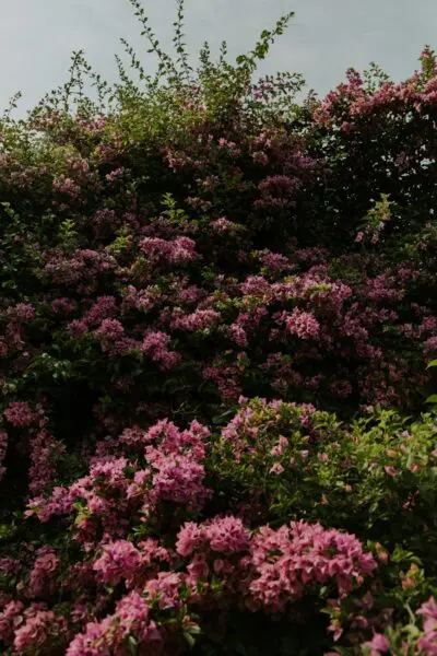 Lush pink bougainvillea flowers blooming in an outdoor garden.