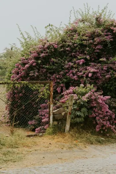 Beautiful garden scene featuring vibrant bougainvillea over a rustic gate.