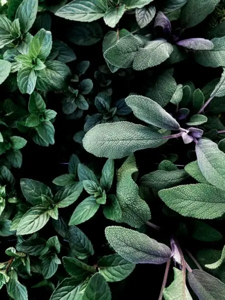 Green and purple leaves of companion plant.