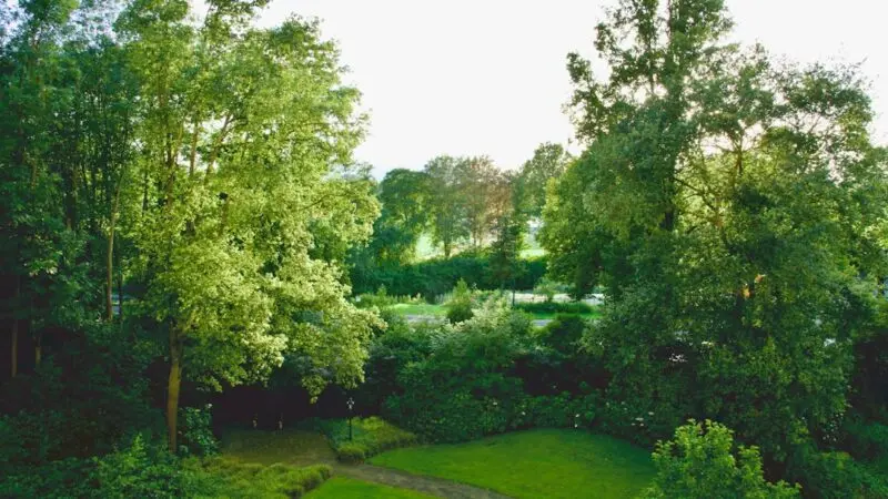 An aerial view of a lush green park, ideal for backyard inspiration