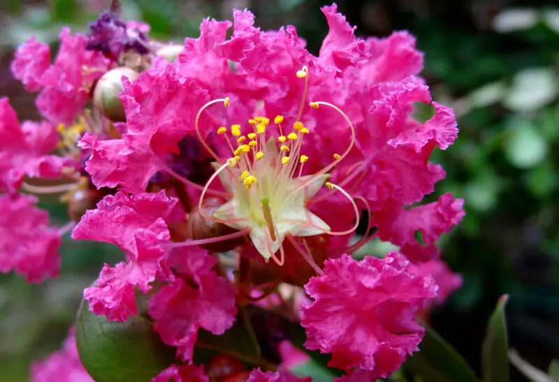 Crepe myrtle flower