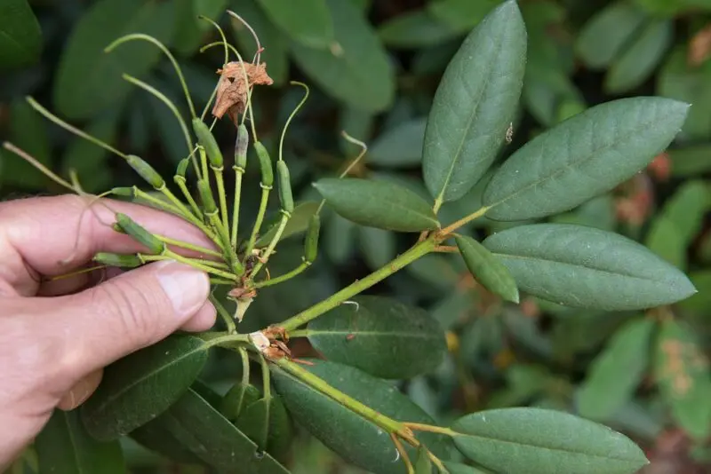deadheading a rhododendron