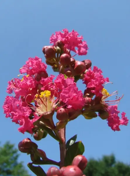 Crepe myrtle against the sky