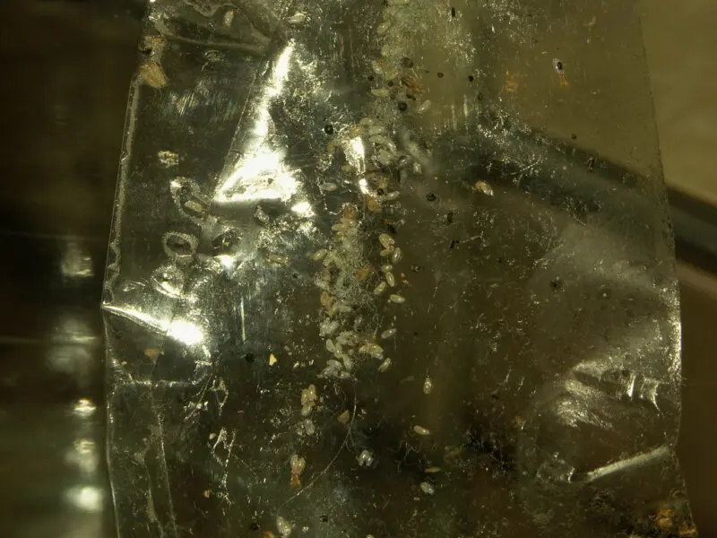 Bed bugs on tape