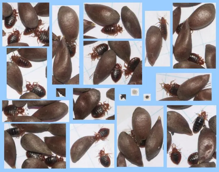 Apples and Oranges? Bed Bugs and Apple Seeds.