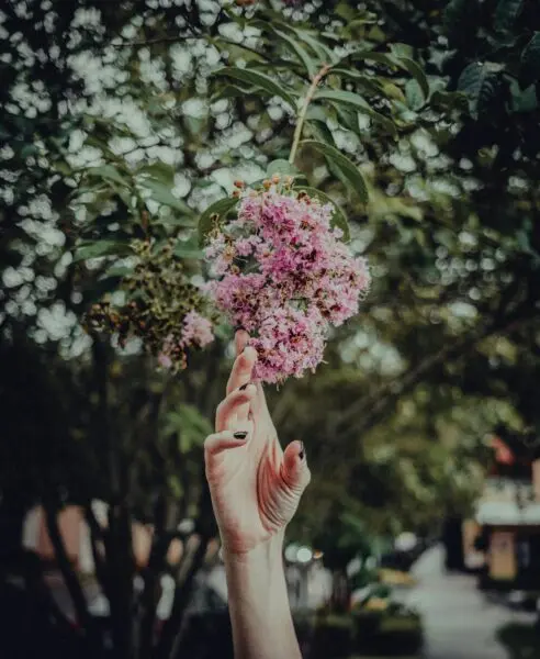 A delicate hand reaches toward a blooming pink crepe myrtle branch, set against a lush garden backdrop.