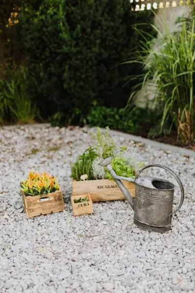 Gravel landscape featuring a variety of plants and a watering can, suggesting a garden setting.