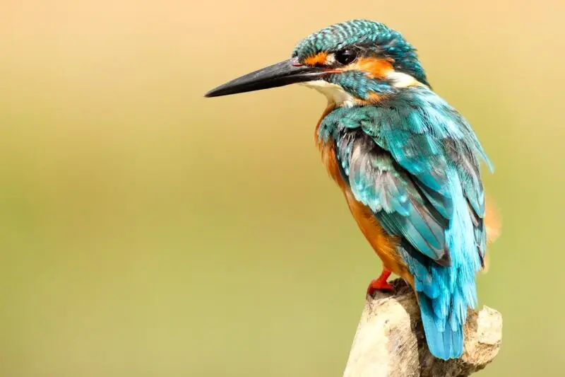 bird in attic removal cost