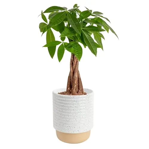 Costa Farms Money Tree Live Plant
