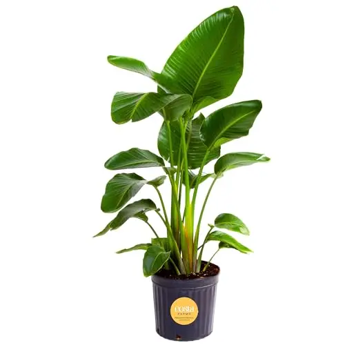 Costa Farms Live Plant White Bird of Paradise