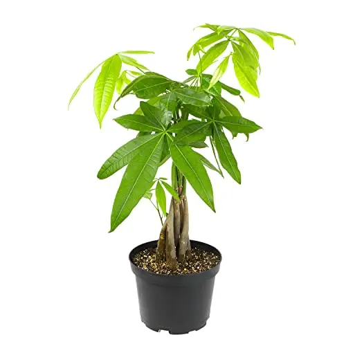 Pachira Money Tree