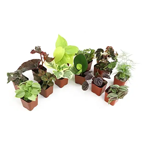 Altman Plants Live Houseplants (12PK)