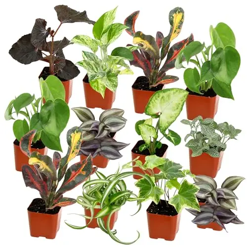 Easy to Grow Houseplants (12 Pack)