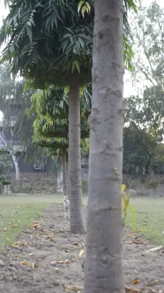 A group of trees in a park.