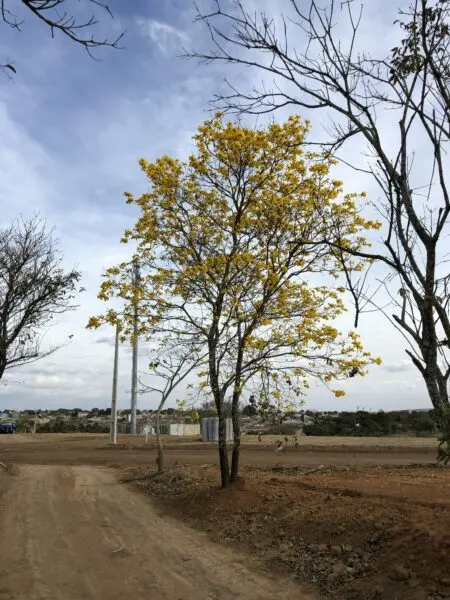 A dirt road with trees and a telephone pole in the background.