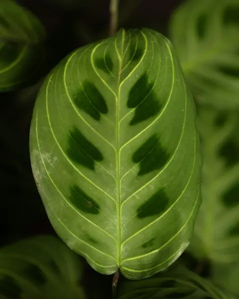 plant leaves curling photo