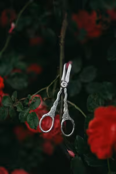 Antique scissors hanging among vibrant red roses in a lush garden setting.