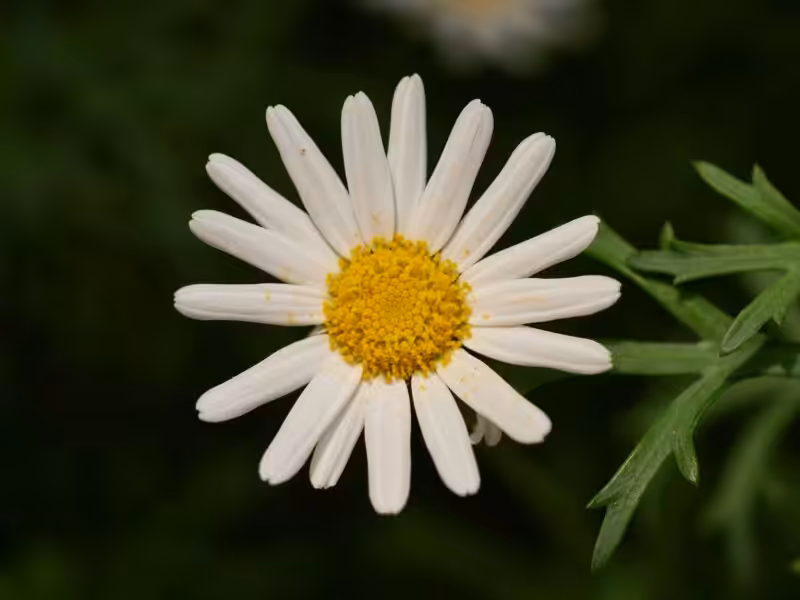 Close-up of white daisy with yellow center.