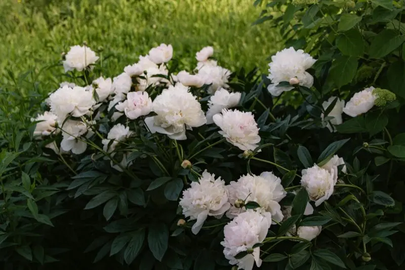 Cluster of white peonies in full bloom surrounded by lush green leaves in a summer garden