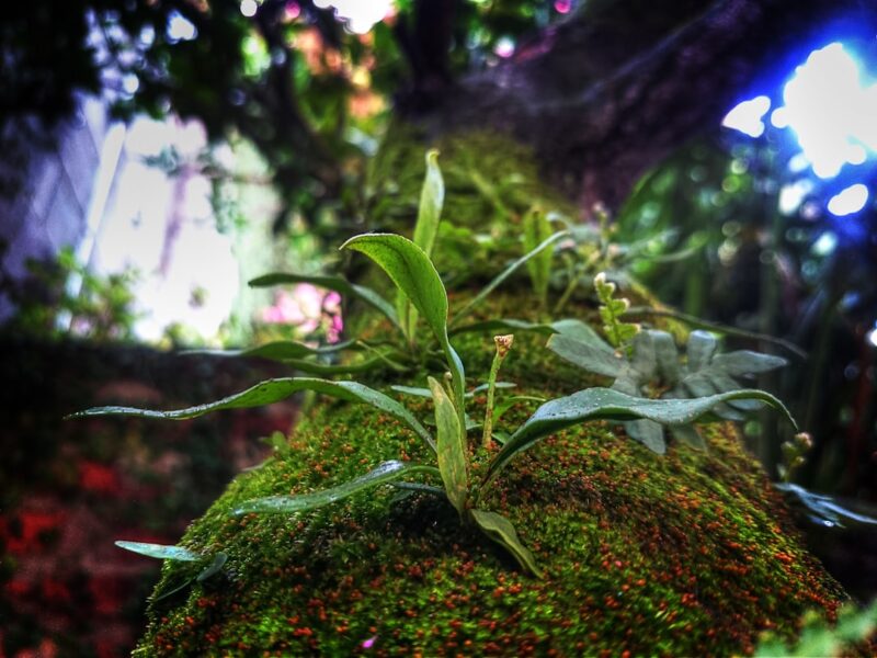 Selective photo of green plant taken during daytime