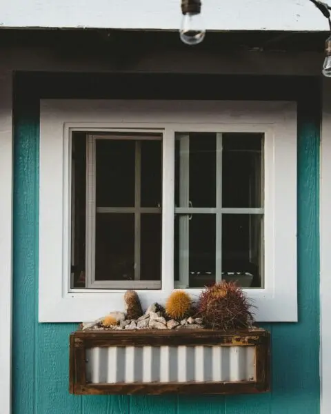 Yellow cactus plant beside closed window
