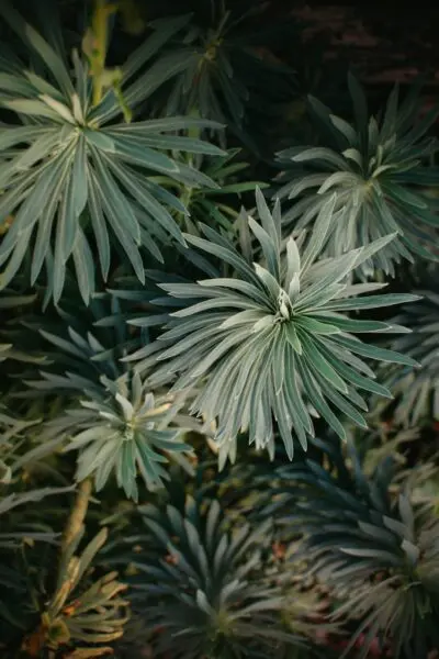 Shallow focus photo of green plants.