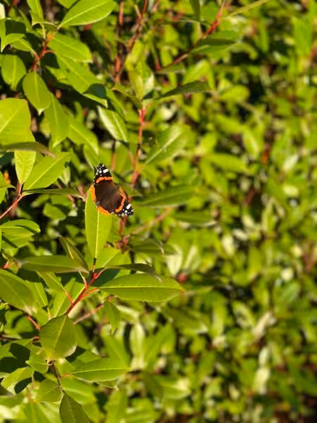 A butterfly sitting on top of a green leafy tree.