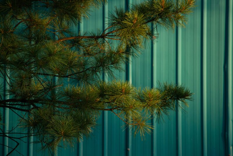 pine board and batten siding